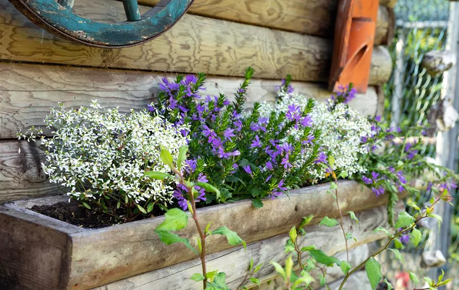 Bepflanzter Blumenkasten