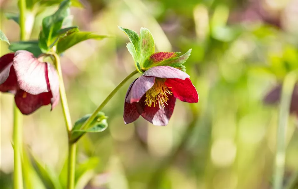 Helleborus orientalis-Hybride Spring Surprise Rachel